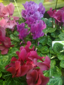 purppuraiset-syklaamit