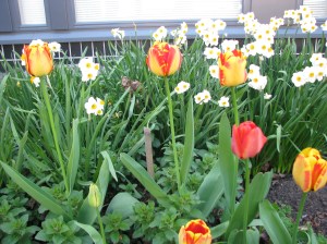 Kasvimaa, toukokuu 2016 017