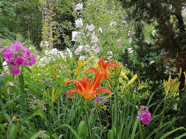 Heinäkuun väriloistoa