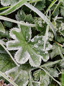 jäätynyt piharatamon lehti