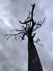kuvassa mustalta näyttävä kelopuu jonka taustalla harmaan sininen pilvinen tausta